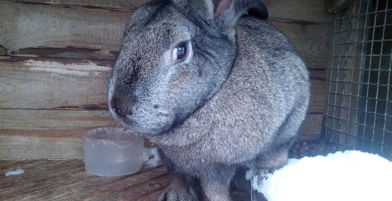 Фото - Серый Великан