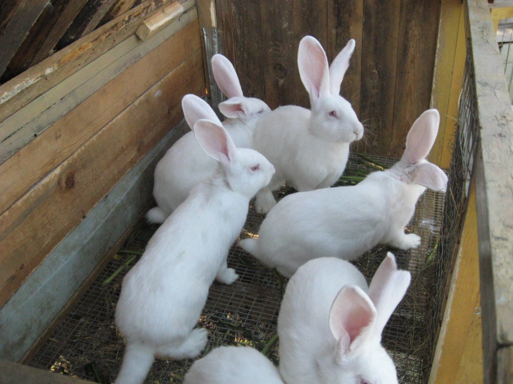Ценность кроликов и особенность их разведения в домашних условиях .