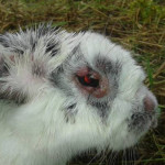 миксоматоз у кроликов