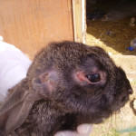 Заболевший кролик заболеванием миксоматоз