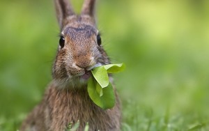Кролик ест травку