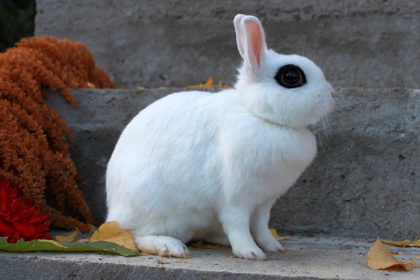 Кролик цветной карлик