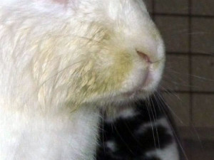 Кролик болен стоматитом