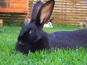 Черно-бурый кролик – содержание, кормление, разведение, особенности породы
