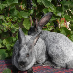 Кролики серебристой породы