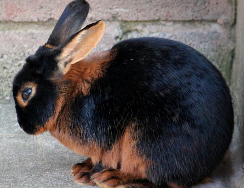 Чёрно-бурый кролик фото