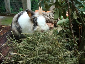 Кролик ест траву