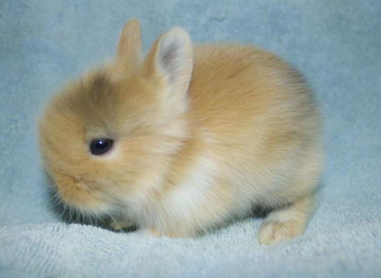 японский карликовый кролик