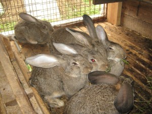Как выращивать кроликов в домашних условиях на мясо?