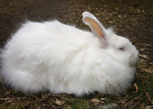 Кролик ангорский пуховый