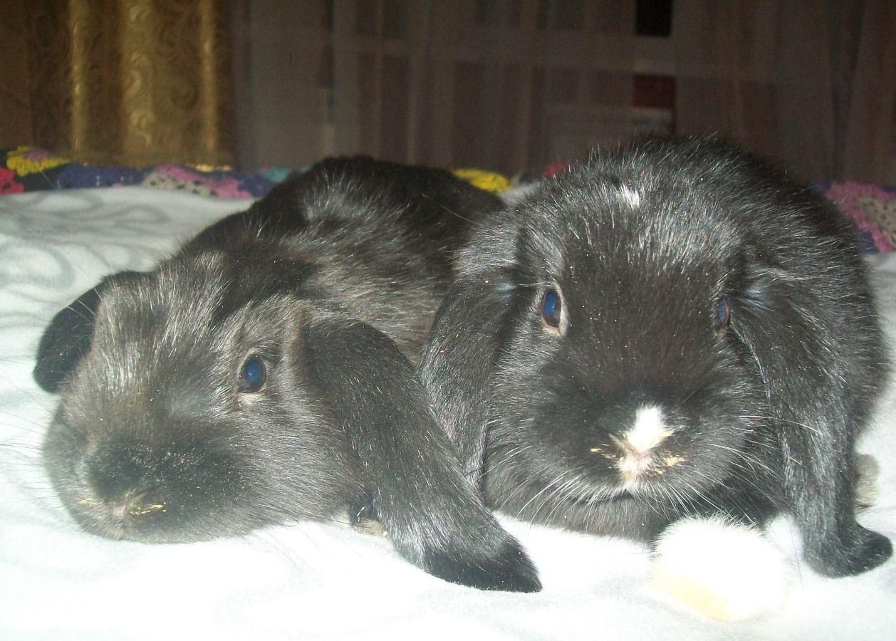 Вислоухий кролик карликовый баран содержание и уход (+фото)