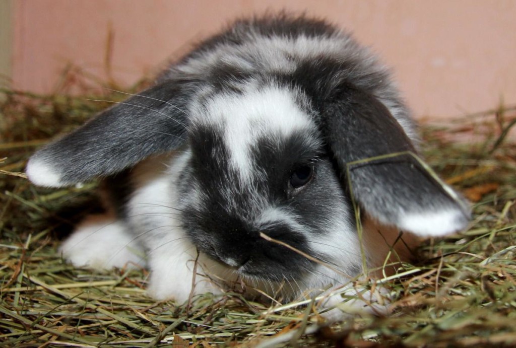 Карликовый вислоухий кролик фото