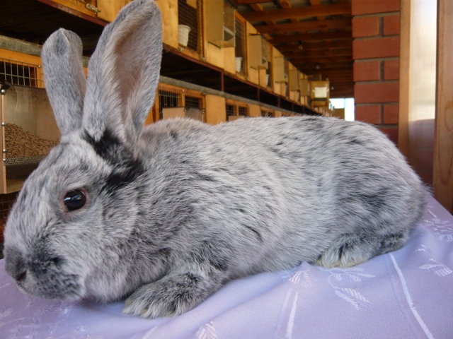 Кролик породы серебристый