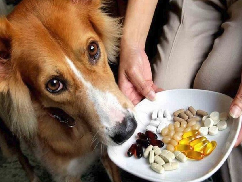 Диета Для Собаки С Больной Печенью