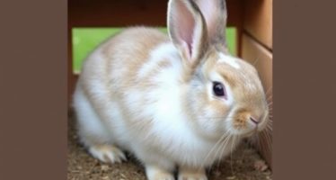 Ямы для кроликов: строительство и уход — практичный гид для дачи