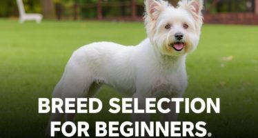 Выбор породы для начинающих: критерии, которые реально работают