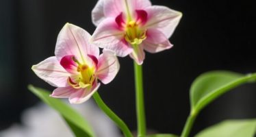 Гибридизация: получение помесей