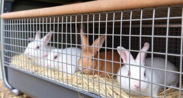 Клетки для перевозки кроликов: требования. Как выбрать, организовать и обеспечить благополучие животных во время пути