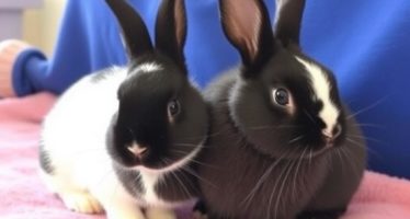 Документы при покупке племенных кроликов: как правильно выбрать поголовье и защитить себя от ошибок