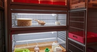 Многоярусные клетки: экономия места