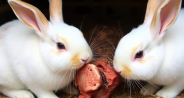 Каннибализм у кроликов: почему возникает и как предотвратить — практическое руководство для владельцев