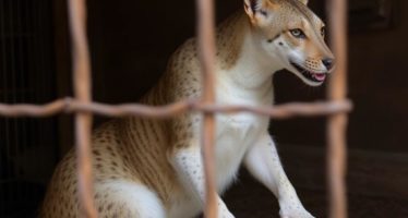 Клетки для самцов: как избежать конфликтов