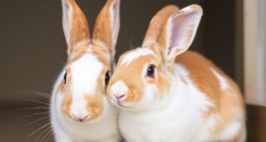 Инбридинг у кроликов: риски и способы их снижения