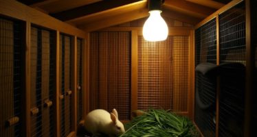 Освещение в крольчатнике: длительность светового дня