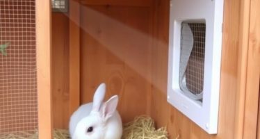 Вентиляция в крольчатнике: естественная и принудительная