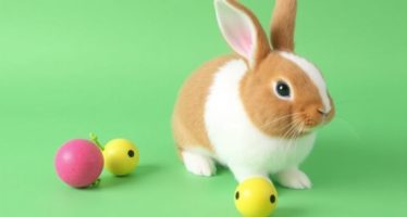 Игрушки для декоративных кроликов: что выбрать