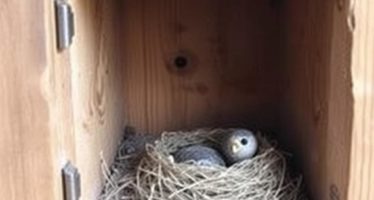 Клетки для беременных самок: гнездовое отделение — как создать безопасное укрытие для будущего материнства