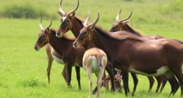 Иерархия в стаде: как снизить агрессию и вернуть мир на пастбище