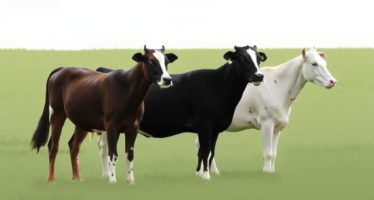 Племенное разведение: отбор лучших особей