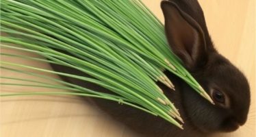 Заготовка травы для кроликов: сушка и хранение