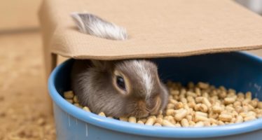 Кролики и плесень: опасность испорченных кормов