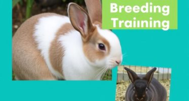 Обучение кролиководству: курсы и литература — путь к уверенной работе на ферме
