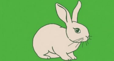 Профилактика болезней кроликов: вакцинация и гигиена