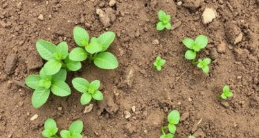 Навоз как удобрение: нормы внесения в почву