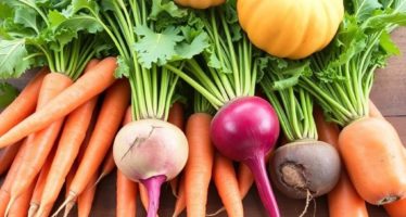 Сочные корма: морковь, свёкла, тыква — польза и вред