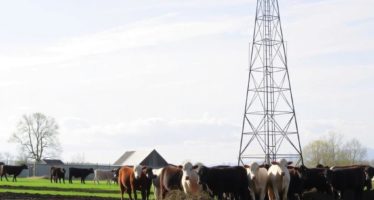 Утилизация навоза: компостирование и продажа