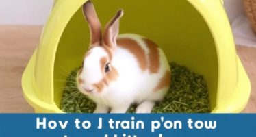 Как приучить декоративного кролика к лотку: шаг за шагом к аккуратному домашнему зверьку