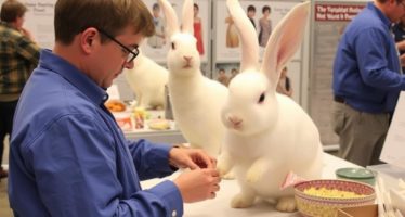 Участие в выставках кроликов: подготовка