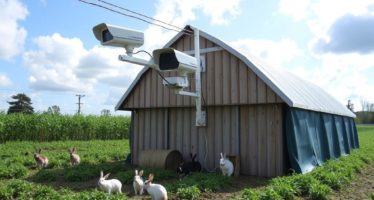 Системы видеонаблюдения для кролиководства: умный надзор за ушастыми подопечными