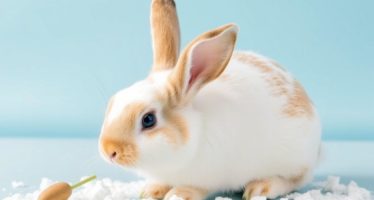 Соль и мел в рационе кроликов: дозировка