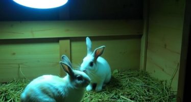 Обогрев крольчатника: инфракрасные лампы — как выбрать и безопасно применить