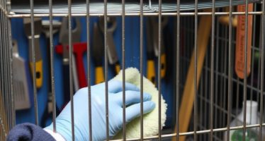 Уборка клеток: инструменты и график