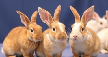 Участие в выставках кроликов: подготовка и правила