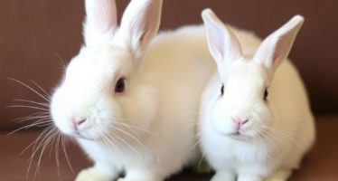 Новозеландский белый кролик: плюсы и минусы породы