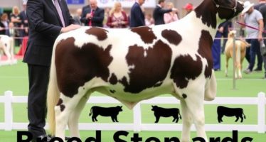 Правила выставок: стандарты пород — как понять их смысл и применить на практике