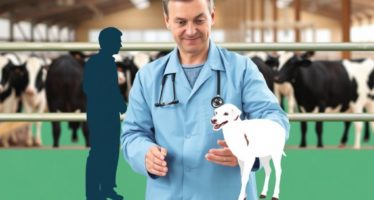 Ветеринарный контроль на ферме: правила и проверки